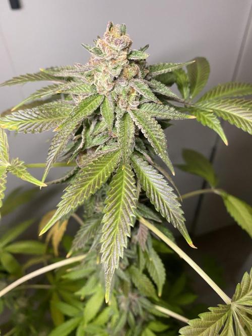Runtz x Gushers x Cake Crasher. Week 18