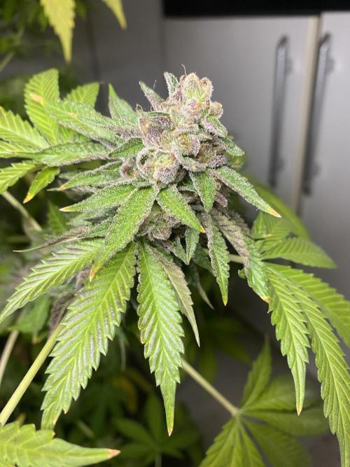 Runtz x Gushers x Cake Crasher. Week 18