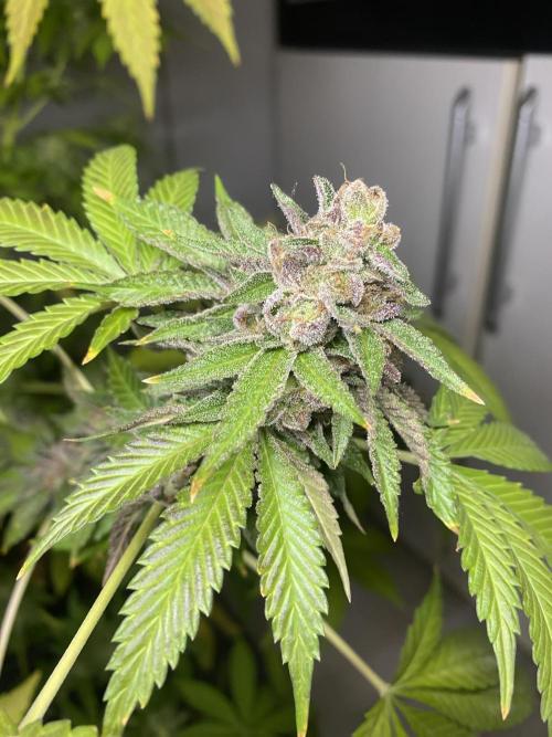 Runtz x Gushers x Cake Crasher. Week 18