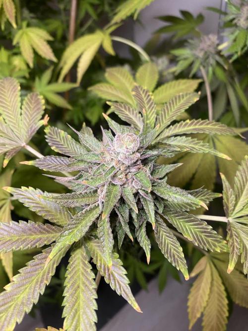 Runtz x Gushers x Cake Crasher. Week 18