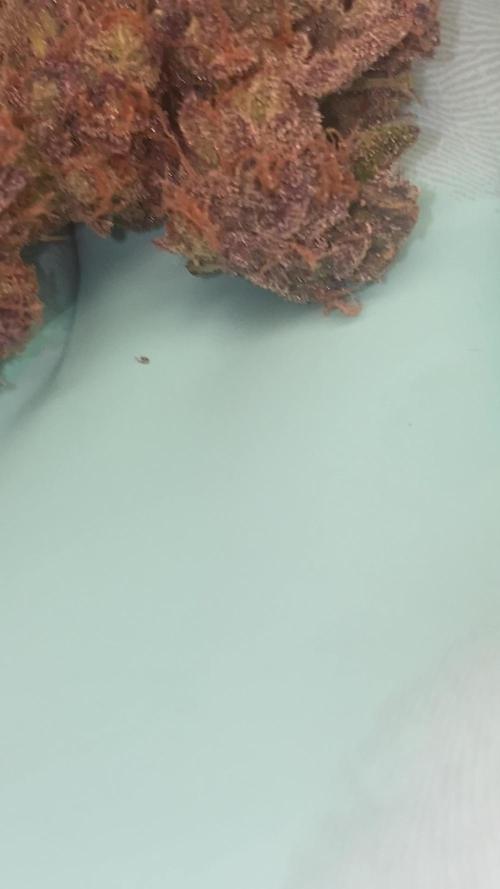PINK RUNTZ CLONES 
