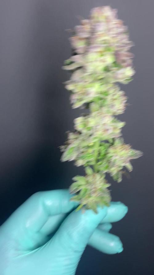 PINK RUNTZ CLONES 