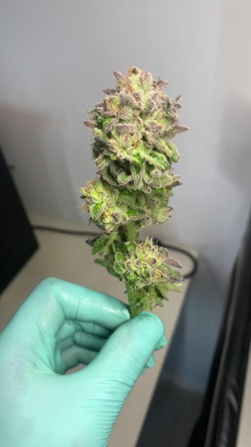 PINK RUNTZ CLONES 