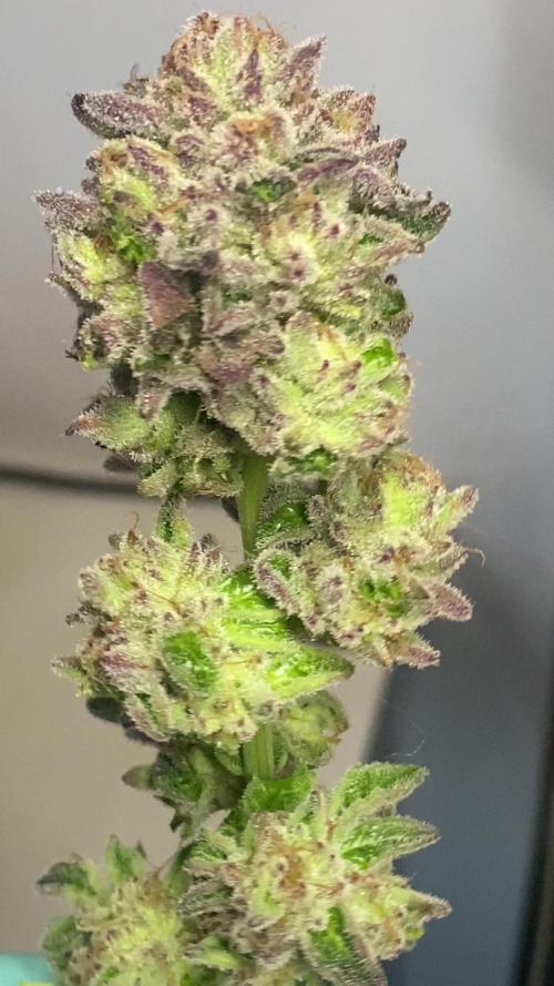 PINK RUNTZ CLONES 