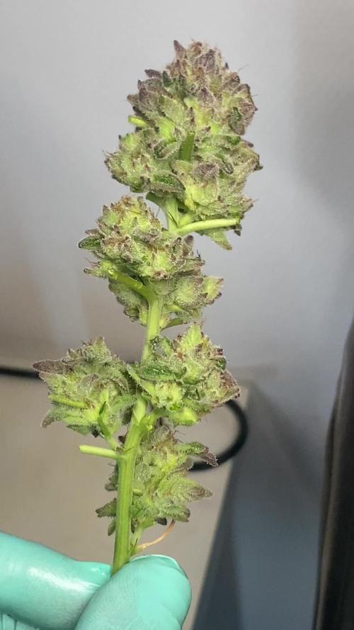 PINK RUNTZ CLONES 