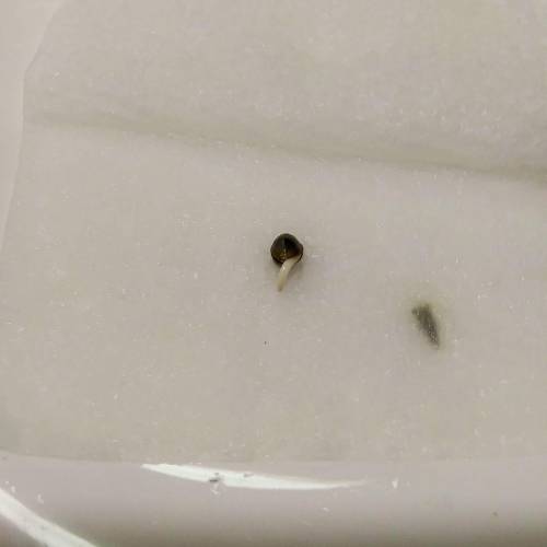 Seedsman BlueBerry Fem. Week 1 - Day 1