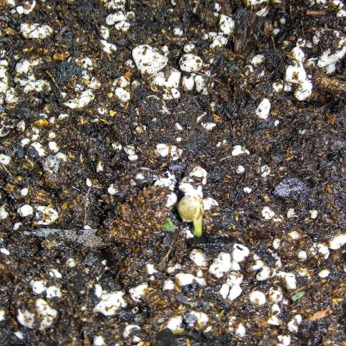 Seedsman BlueBerry Fem. Week 1 - Day 3