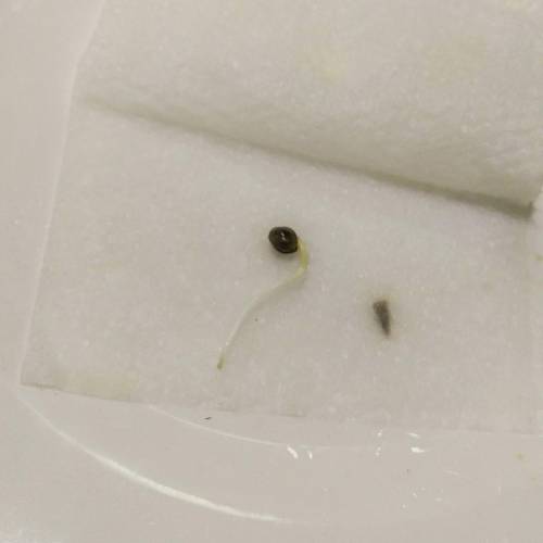 Seedsman BlueBerry Fem. Week 1 - Day 2