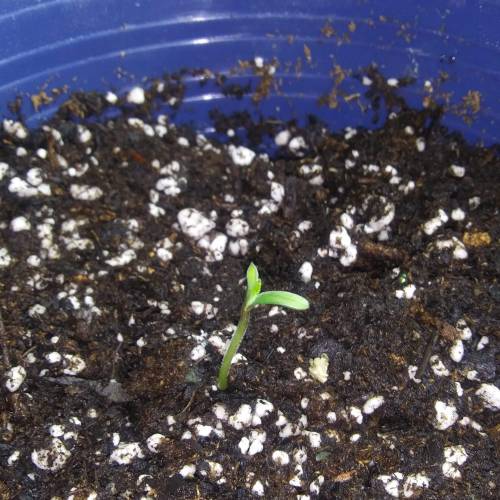 Seedsman BlueBerry Fem. Week 1 - Day 4