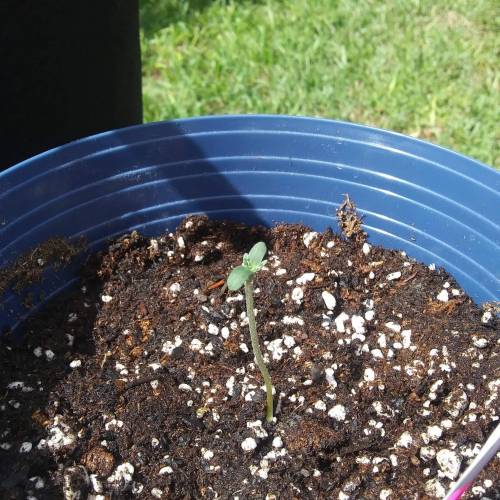 Seedsman BlueBerry Fem. Week 1 - Day 5