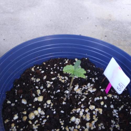 Seedsman BlueBerry Fem. Week 2 - Day 9