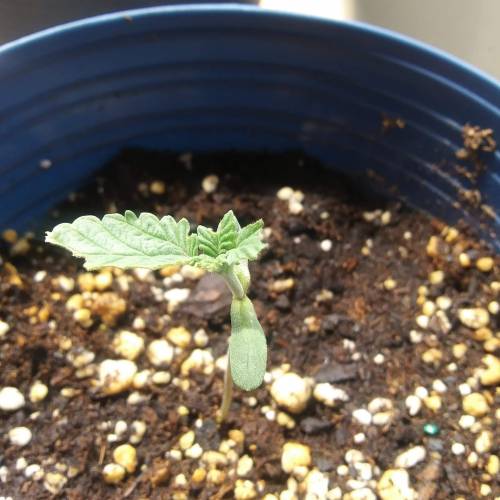 Seedsman BlueBerry Fem. Week 2 - Day 12