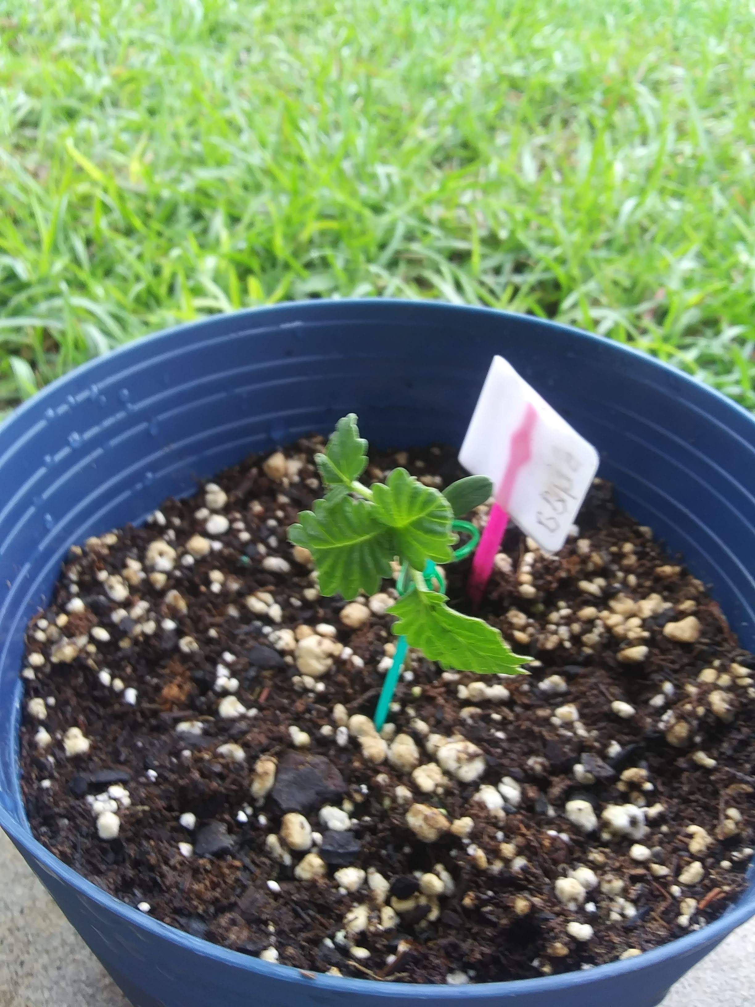 Seedsman Blueberry grow diary (journal) week3 by Longhorn67 GrowDiaries