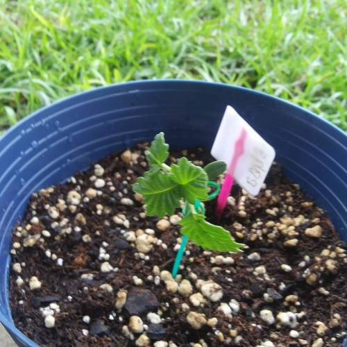 Seedsman BlueBerry Fem. Week 3 - Day 15