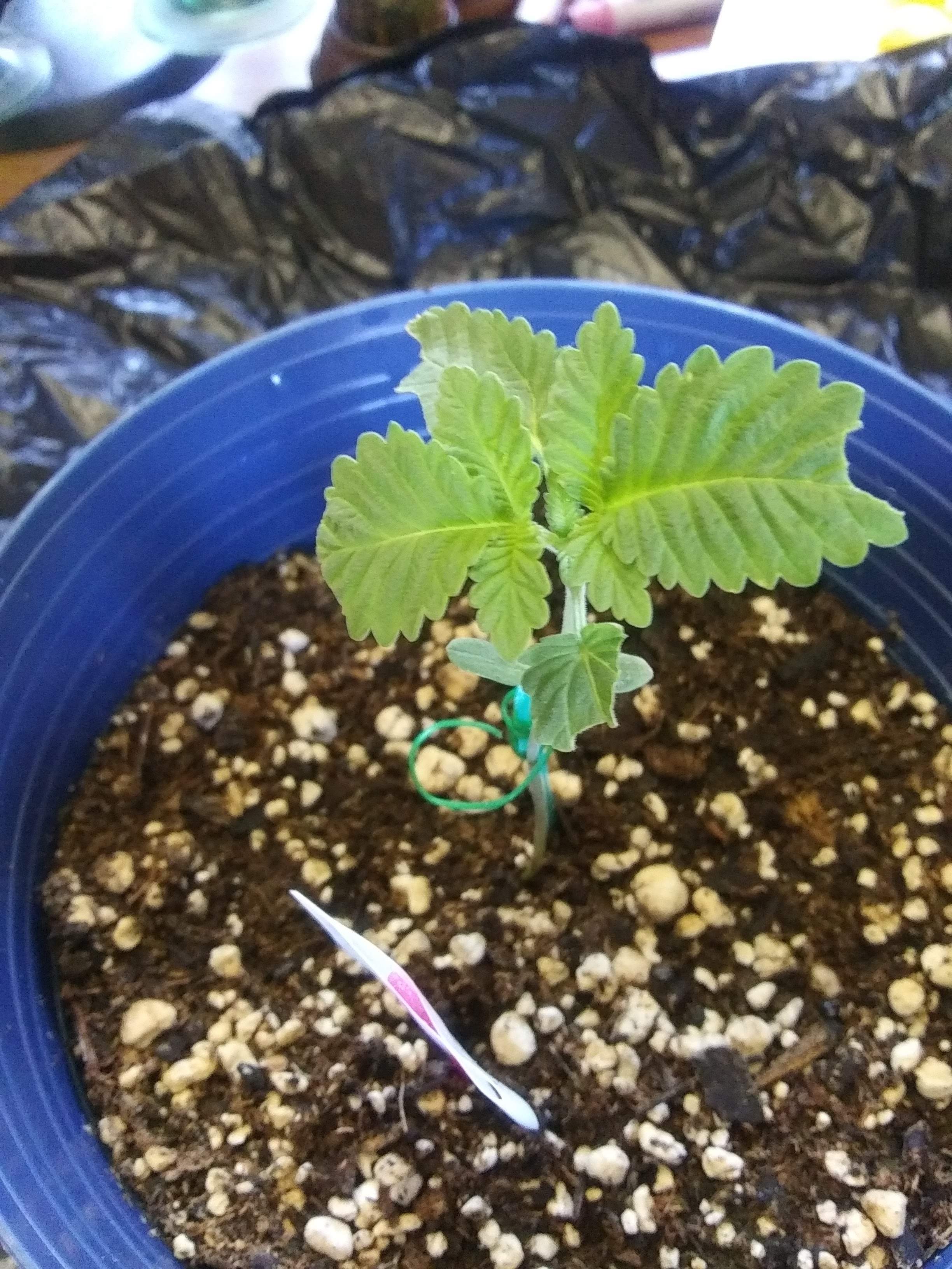 Seedsman Blueberry grow diary (journal) week3 by Longhorn67 GrowDiaries