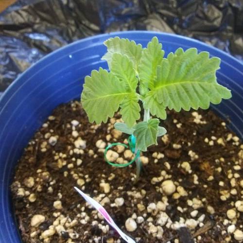 Seedsman BlueBerry Fem. Week 3 - Day 19