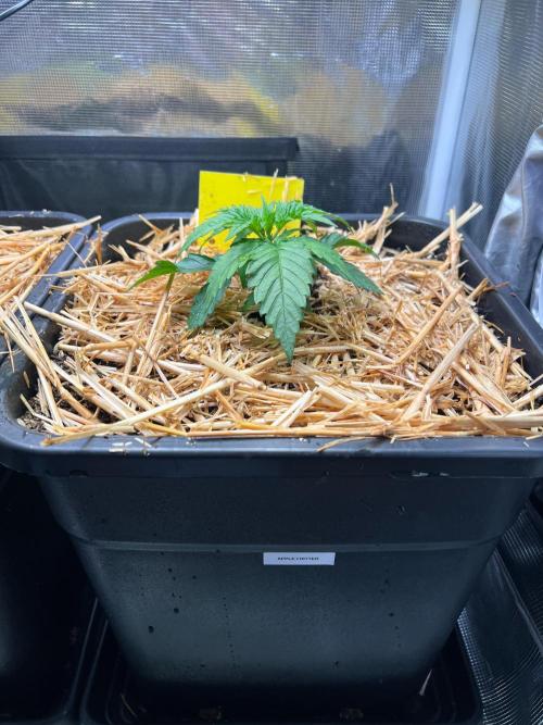 Apple Fritter. Week 1