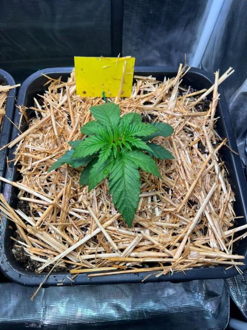 Apple Fritter. Week 1