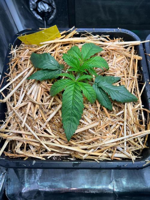 Royal Highness. Week 1