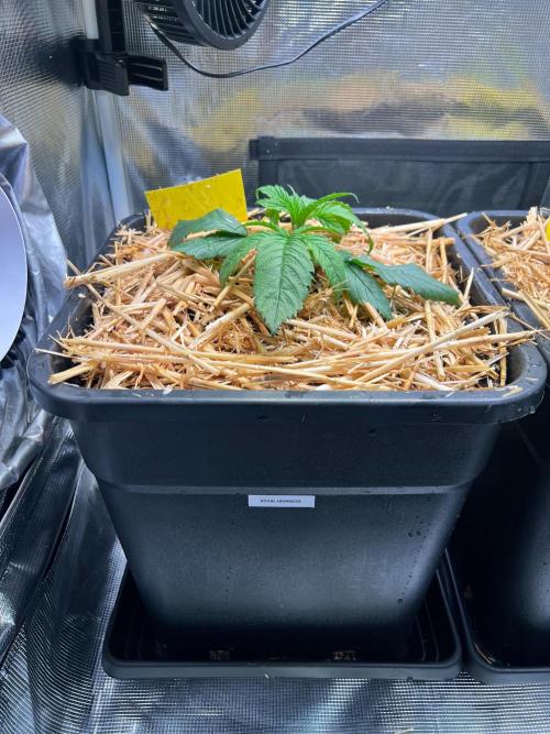 Royal Highness. Week 1