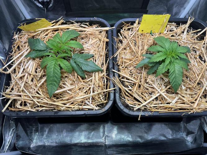 Royal Highness. Week 1