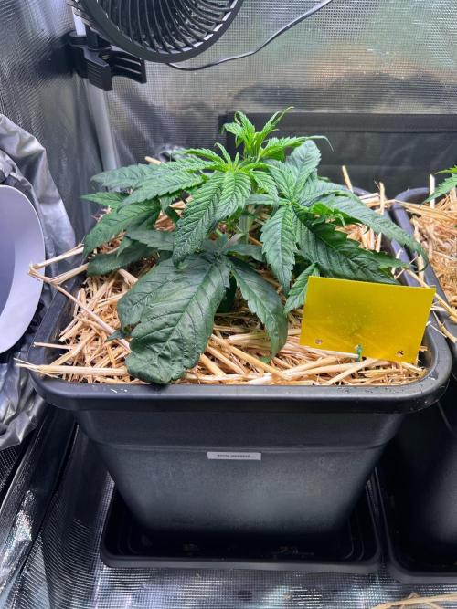 Royal Highness. Week 2