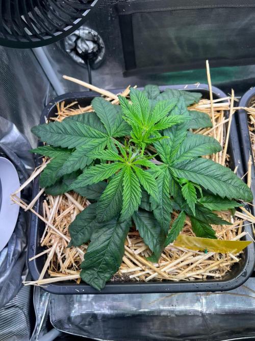 Royal Highness. Week 2