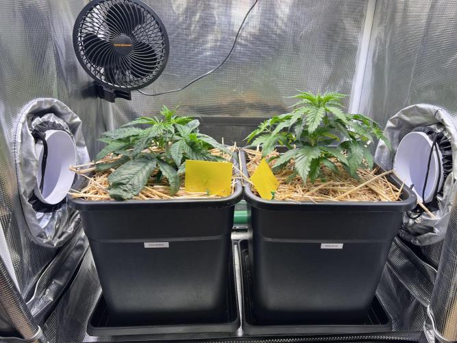 Royal Highness. Week 2