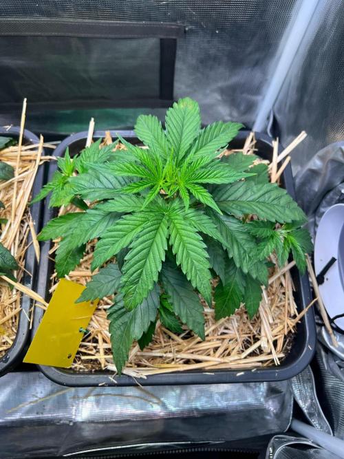 Apple Fritter. Week 2