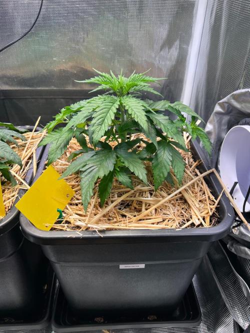 Apple Fritter. Week 2