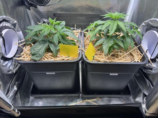 Apple Fritter. Week 2