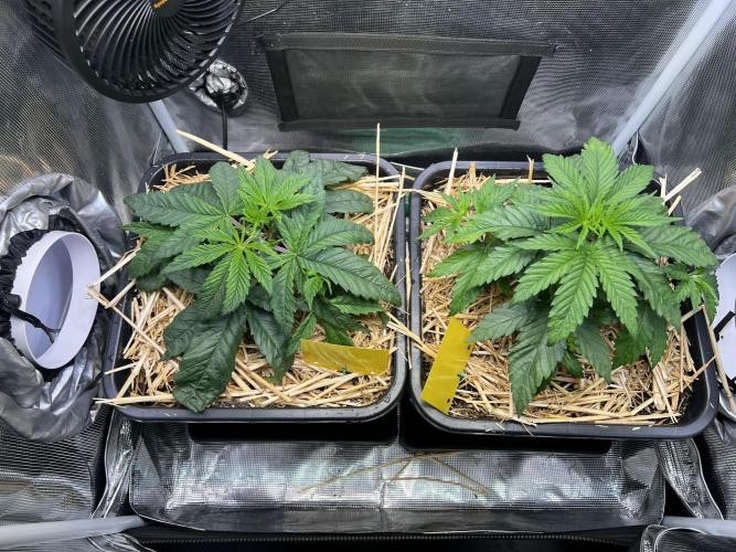 Apple Fritter. Week 2