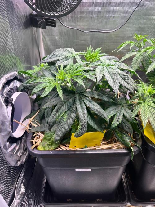 Royal Highness. Week 3