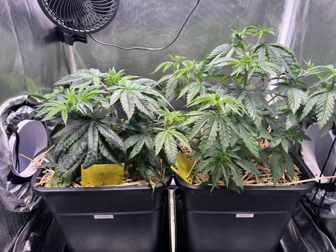 Royal Highness. Week 3