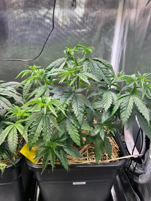 Apple Fritter. Week 3