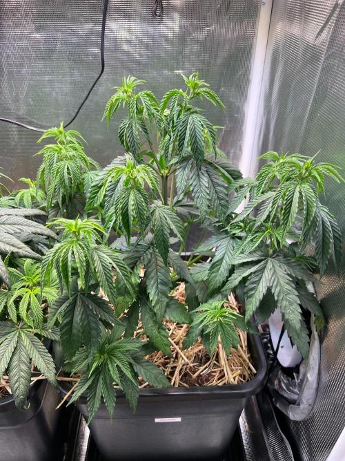 Apple Fritter. Week 4