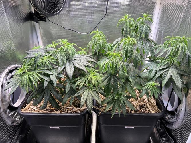 Apple Fritter. Week 4