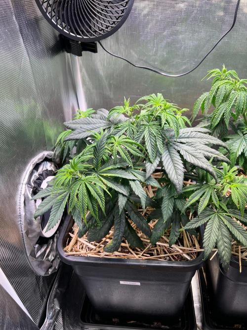 Royal Highness. Week 4