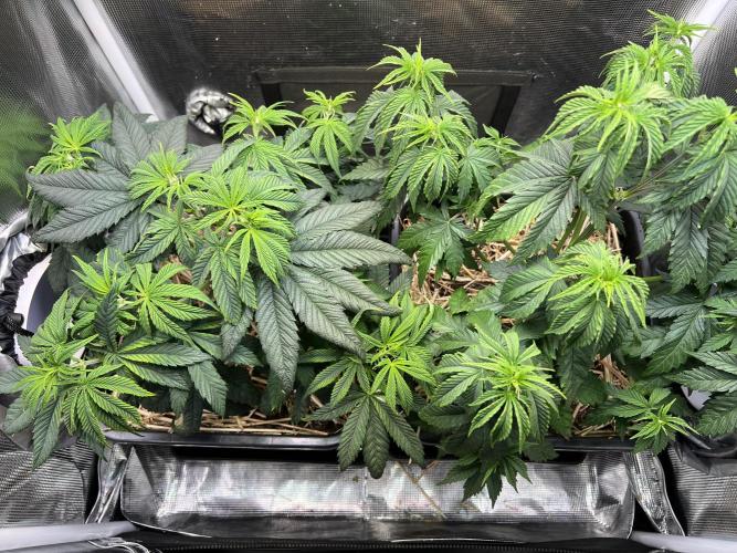 Royal Highness. Week 4