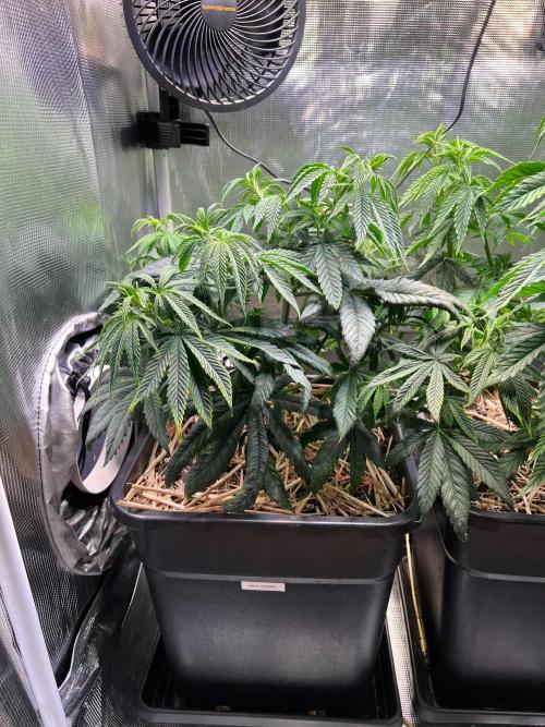 Royal Highness. Week 5