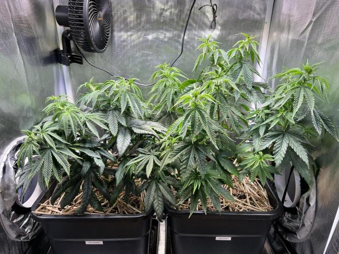Royal Highness. Week 5