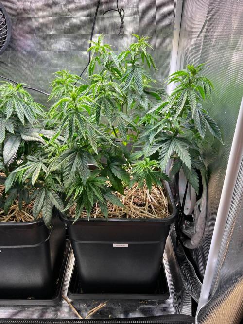 Apple Fritter. Week 5