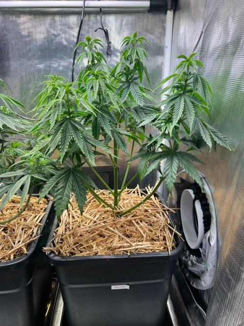 Apple Fritter. Week 6