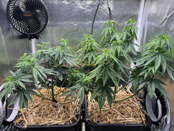 Apple Fritter. Week 6