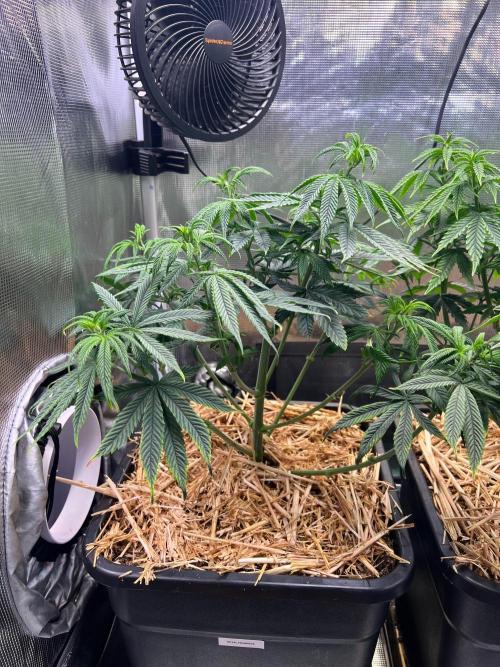 Royal Highness. Week 6
