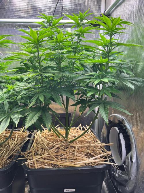 Apple Fritter. Week 7
