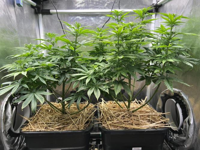Apple Fritter. Week 7