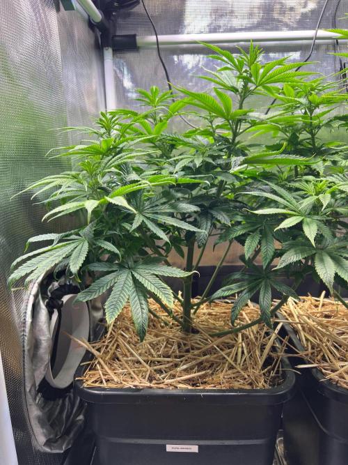 Royal Highness. Week 7