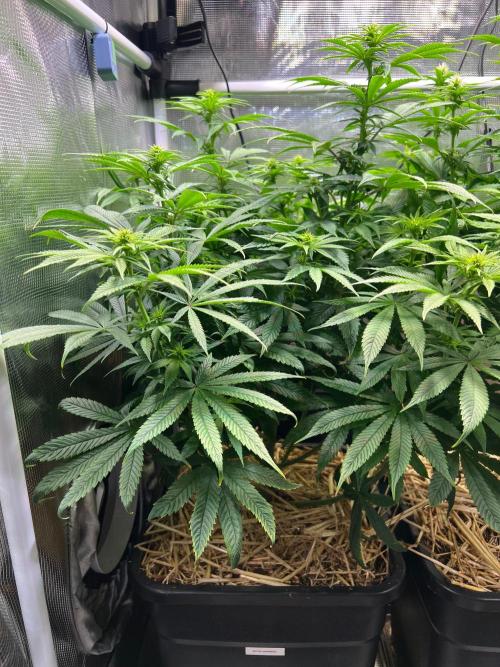 Royal Highness. Week 8