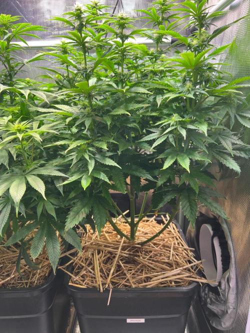 Apple Fritter. Week 8